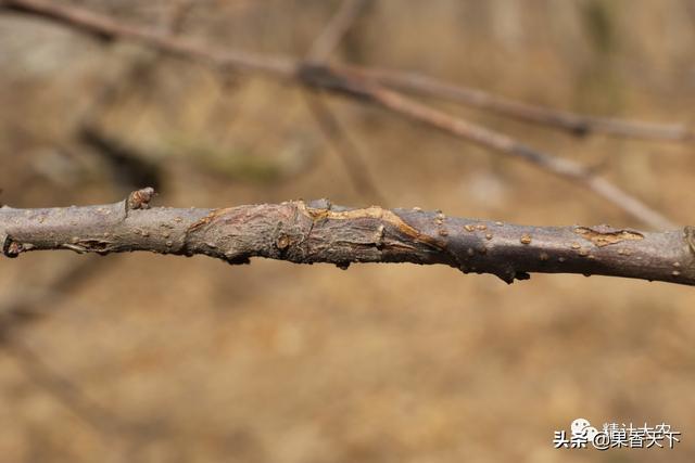 苹果树出水、死枝—干腐病爆发，若不及时治疗，易引果实轮纹病！8