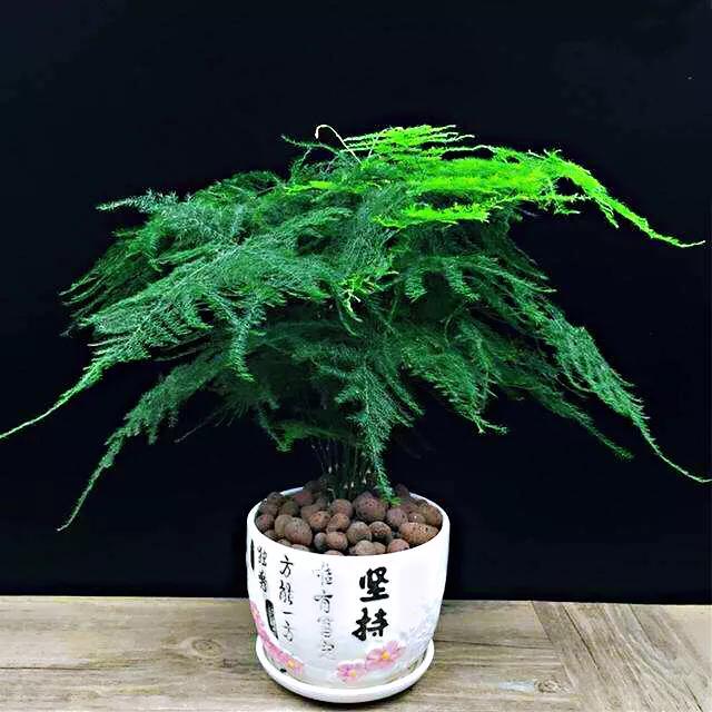 文竹花语