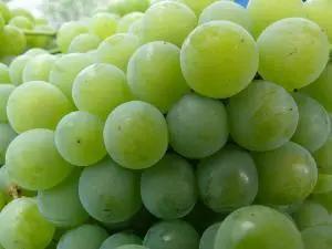 21种葡萄品种介绍，发展葡萄必不可少7