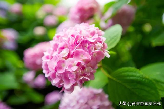 感恩母爱,弘扬美德——育灵童母亲节活动策划方案