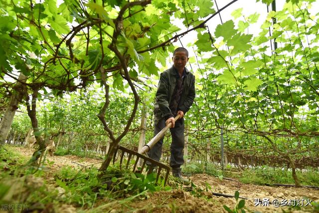 尿素加食盐作为除草剂应该怎么使用？答案在这里