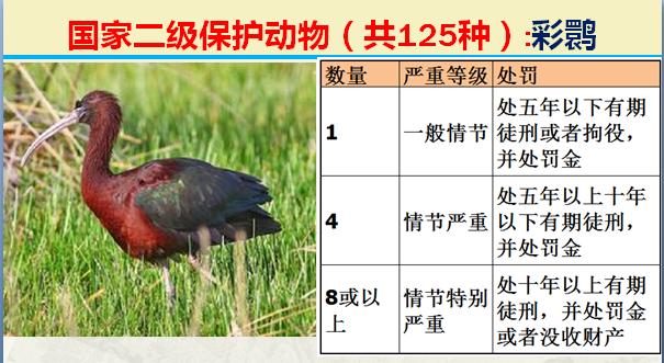 国家二级保护动物