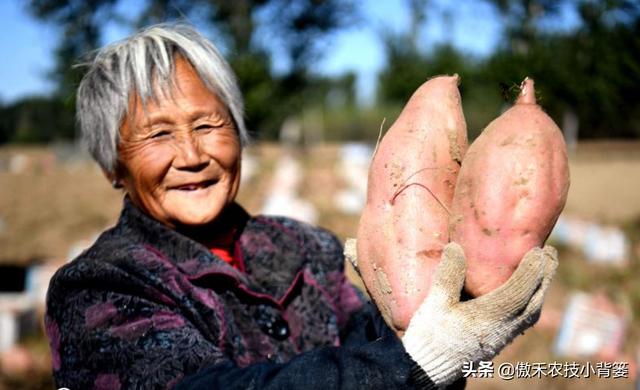 红薯开裂、凸筋、弯曲畸形不用愁，防治方法记住一个顺口溜