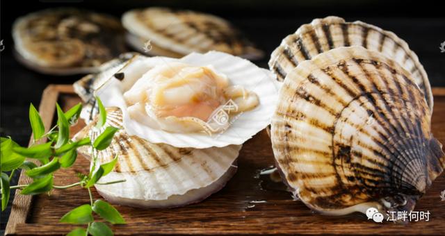 獐子岛造假，獐叫贝死，贝不得不死