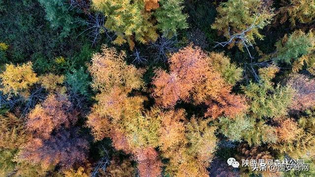 陕西黑河森林公园