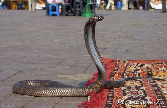 蛇，地球上最恐怖的动物，没有之一-第3张图片-趣闻屋