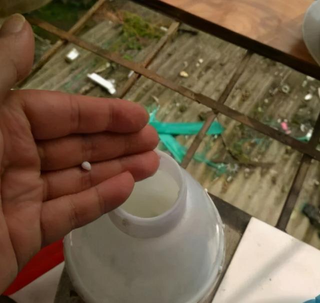 绿萝的养护方法