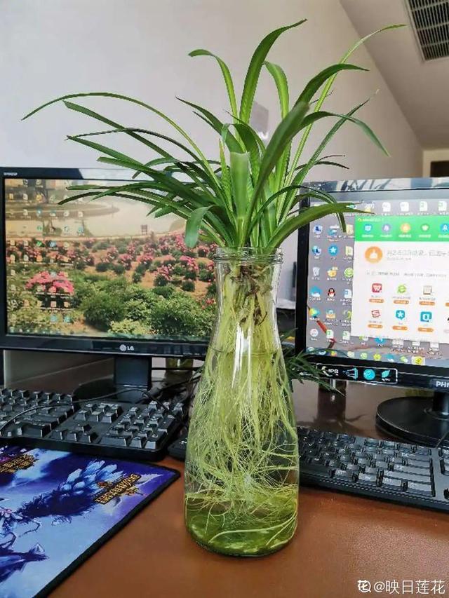 碰碰香有毒吗 碰碰香有毒吗（植物碰碰香有毒吗） 生活