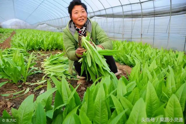 蔬菜粉虱、蓟马、螨虫无法根治怎么办？试试这些方法2