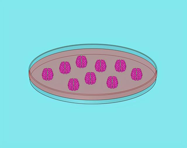 孩子注意力不集中、成绩下降怎么办？这招最管用| 成熟大脑系列课3