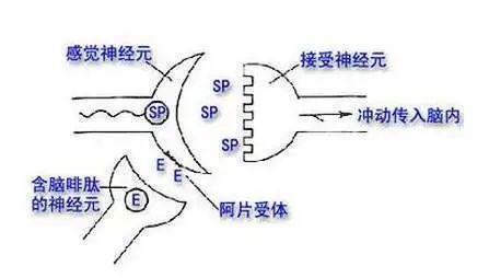 曲马多是什么