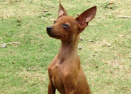 小鹿犬多少钱一只价格图片