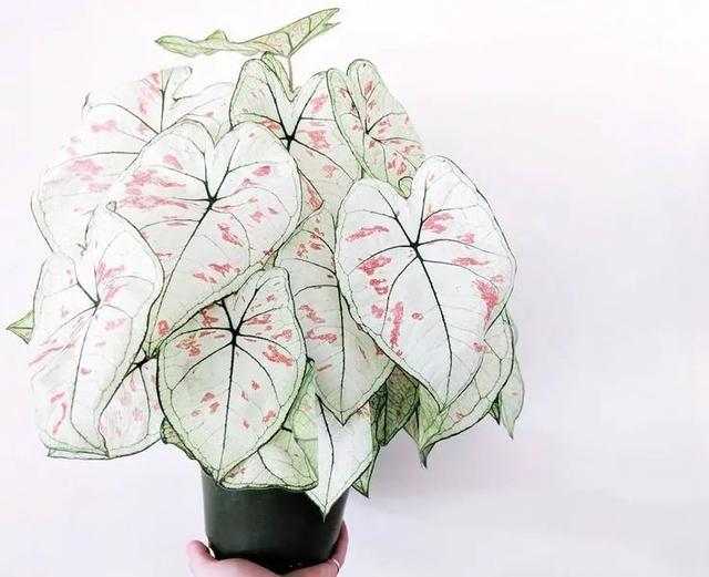花叶芋 花叶芋（花叶玉蝉） 生活
