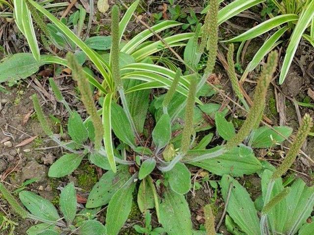 薇甘菊 薇甘菊（薇甘菊危害事件） 生活