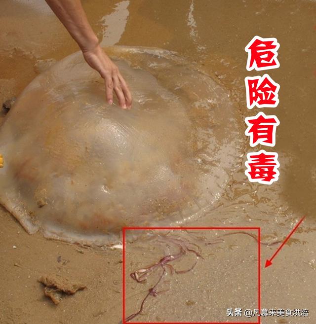 海蜇怎么吃