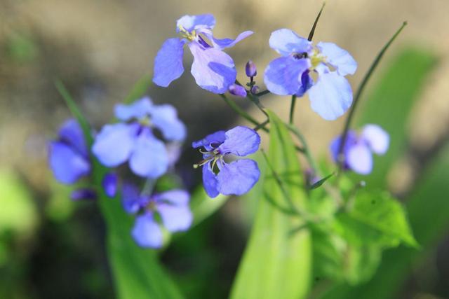 花的图片大全 花的图片大全（花卉大全500种图片） 生活