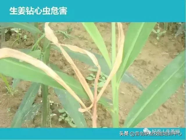 「生姜植保」生姜病虫害图谱以及防止办法（姜农必看！）22