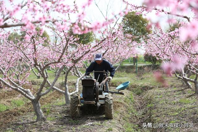 果树全年有三次施肥黄金期，施肥的时间、种类、方法和原则告诉你6