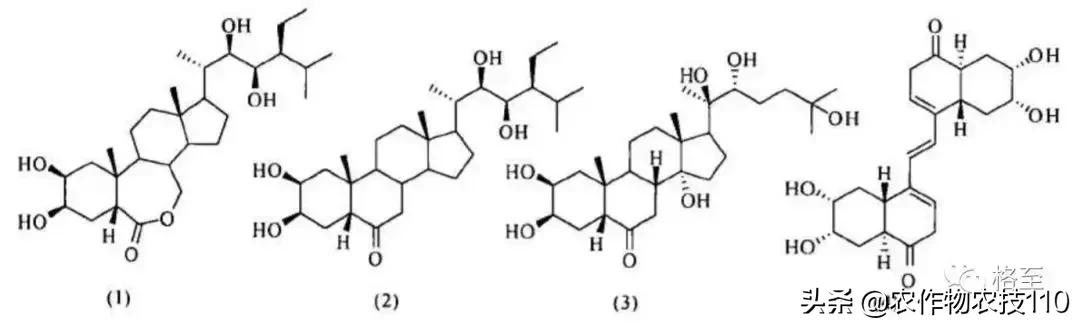 芸苔素的前世今生,您对芸苔素了解多少？2