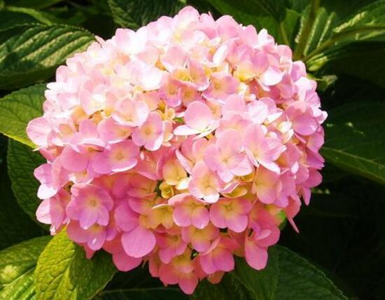 绣球花花语