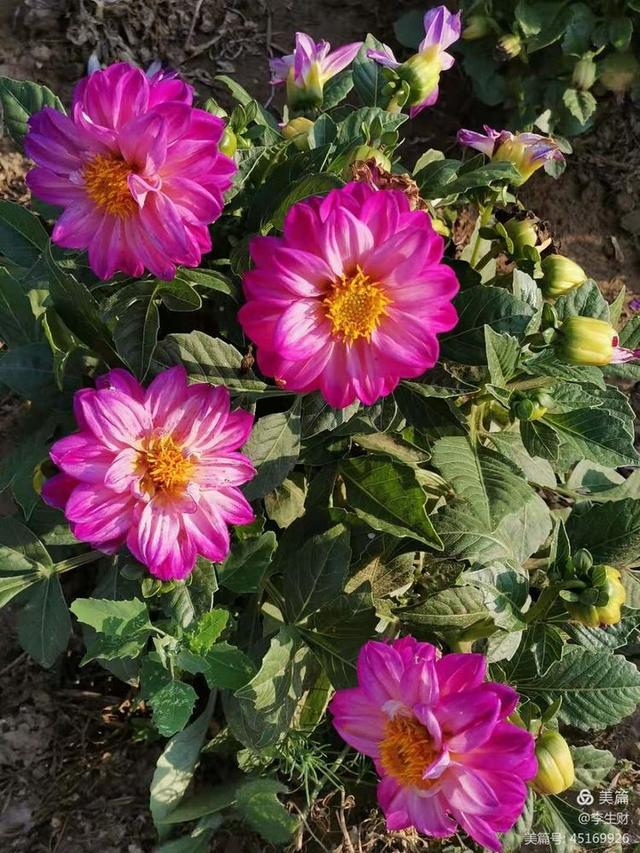 走进紫晨广场：文/李生财，图/郭翠枝