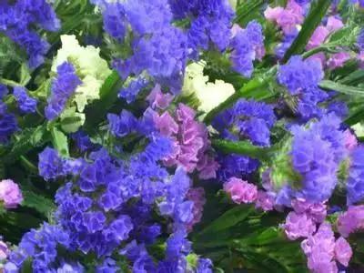 50种浪漫鲜花花语大全 50种浪漫鲜花花语大全（50种浪漫鲜花花语大全图片） 生活