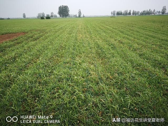 花生田杂草的具体管理和防除，你今年除草上犯错误了吗3