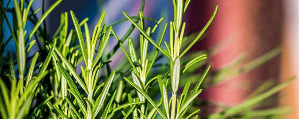 迷迭香种植 迷迭香种植（迷迭香种植时间和方法） 生活