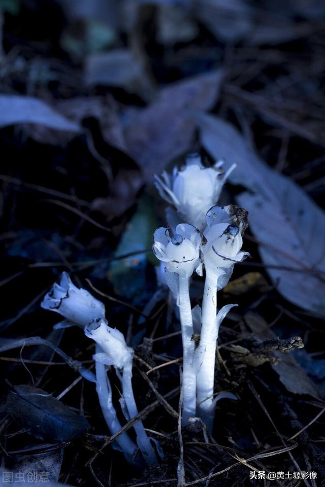 杭州发现罕见幽灵草我国大山里一种罕见的植物被民间称之为幽灵之花看