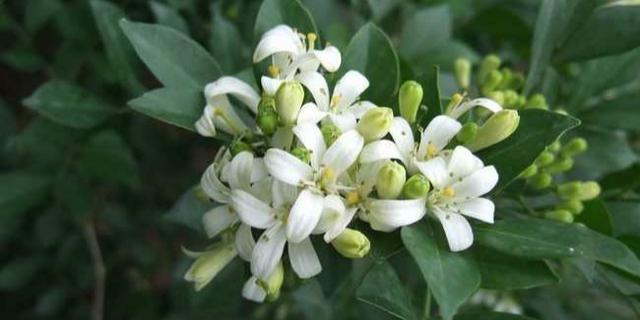 九里香花适合在室内养吗 九里香花适合在室内养吗（九里香是否适合在室内养） 生活