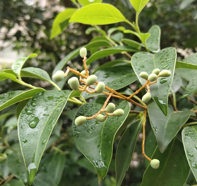 秋雨摞秋思