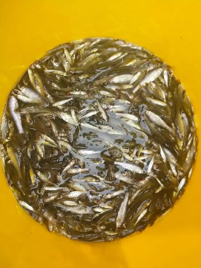 蘇北名菜，越辣越想吃