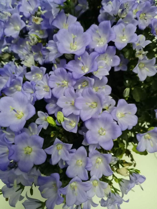 花卉名称