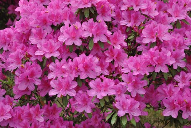 杜鹃花什么时候开 杜鹃花什么时候开（杜鹃花什么时候开花几点） 生活