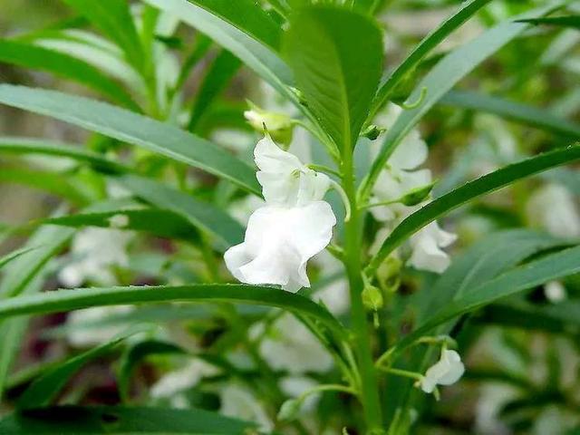 染指甲的花叫什么名字