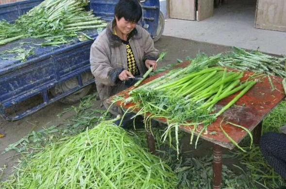 贡菜是什么菜 贡菜是什么菜（贡菜是什么菜长什么样） 生活