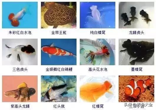 宠物鱼种类