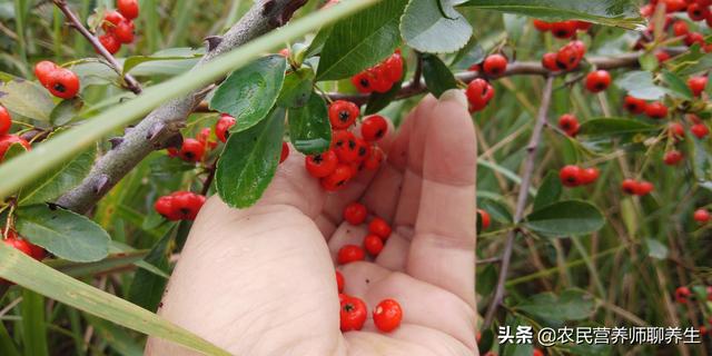 老妈童年的零食 火棘果 称为 袖珍苹果 助消化肚子饿得快 全网搜