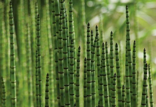 节节草是啥？提醒：中老年人用它泡脚，或能解决多年的“老问题”