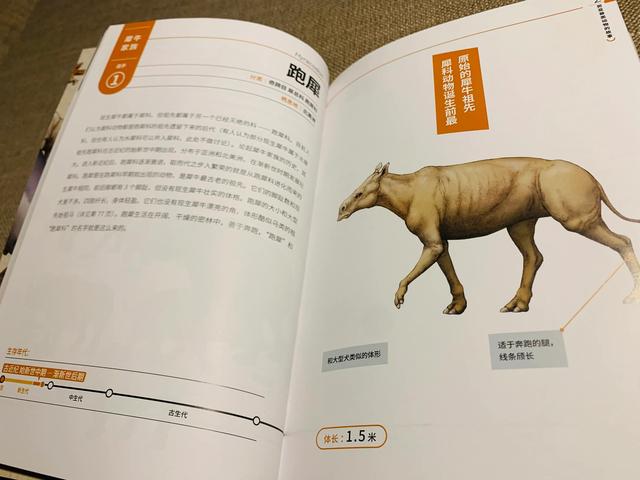 从长着蝴蝶结角的古生物到丰富的现生生物，我沉迷这本书不可自拔