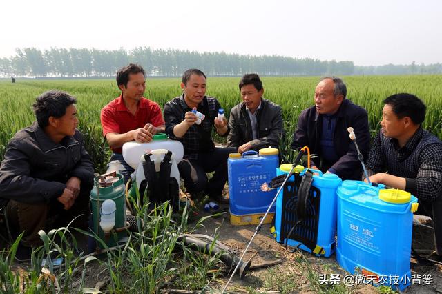 小麦抽穗扬花期重点防治赤霉病，打药时机的选择是关键12