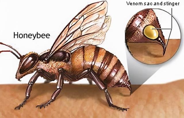 蜂疗u201d就是个骗局？古今运用与现代研究证明其可以治疗痛风- 新闻时间