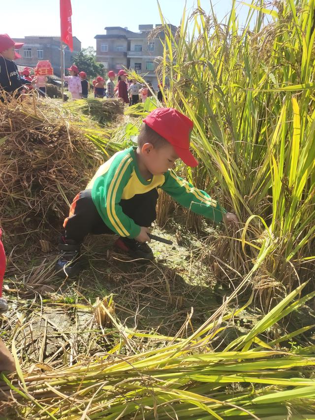 幼儿园的割水稻能手