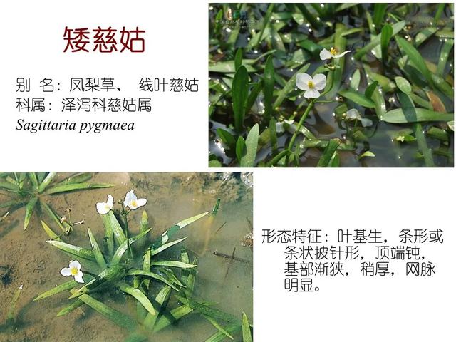 水生植物 水生植物（水生植物种植施工方案） 生活