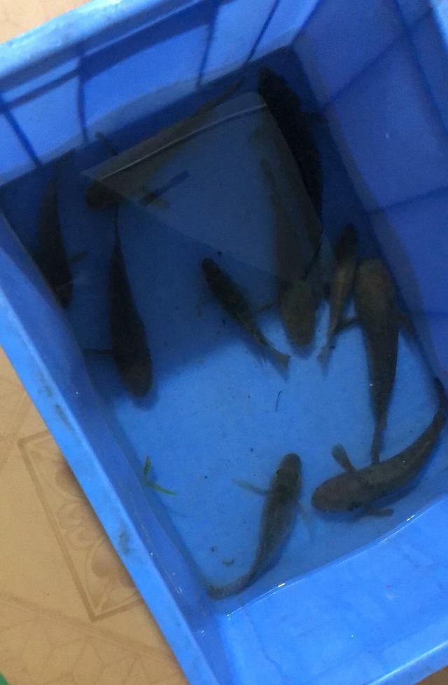 罗非鱼怎么有些鱼鳞黑点