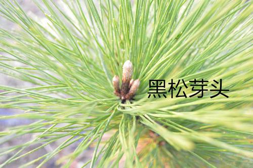 松树的种类 松树的种类