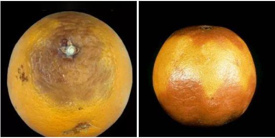 柑橘采后病害怎么还这么多？不会预防，损失惨重
