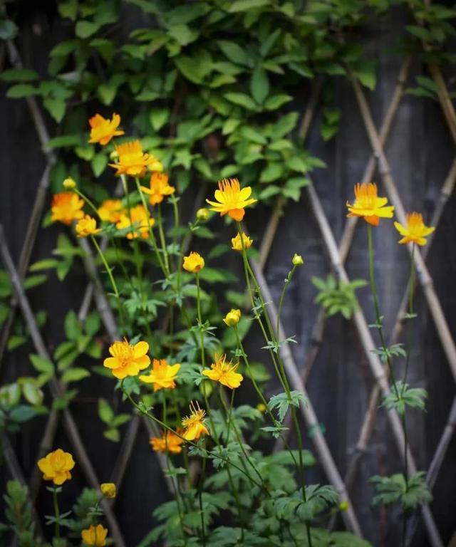 秋花宜人秋意醉 新闻时间