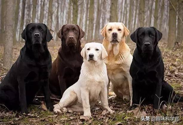 狗子在交配时 为何会缠在一起难解难分 今日热点