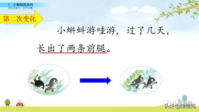 小蝌蚪先长前腿还是后腿